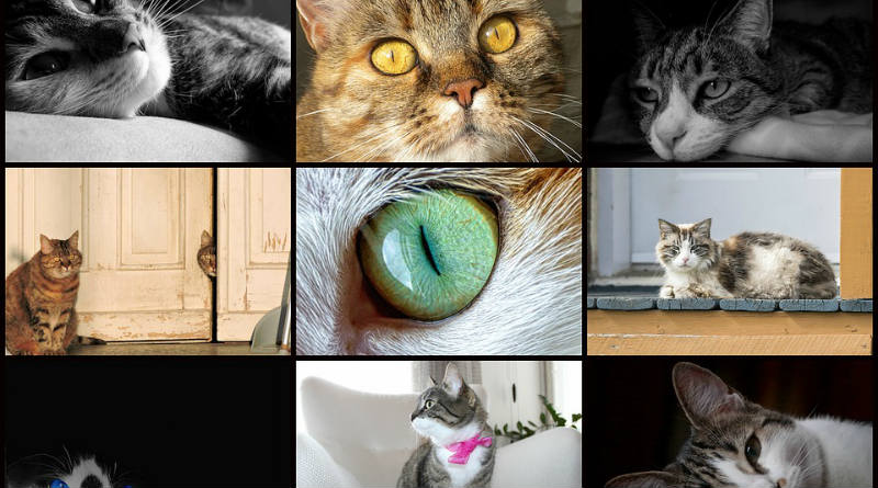 Faire un collage de photos