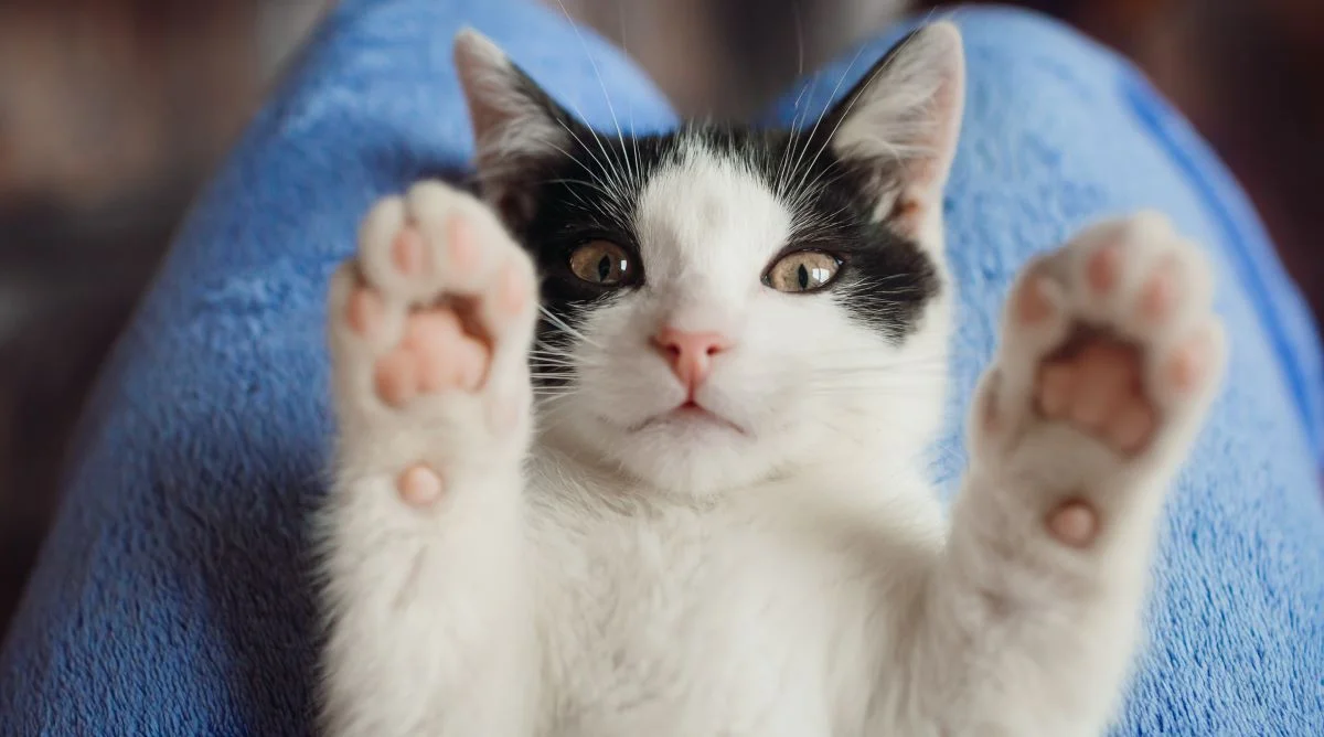 Vidéos des chatons les plus célèbres sur YouTube
