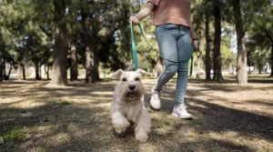 Les meilleures applications pour prendre soin de vos animaux de compagnie