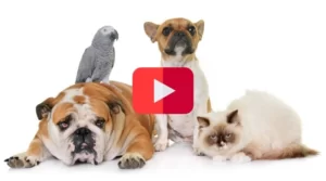 5 chaînes YouTube pour éduquer vos animaux de compagnie
