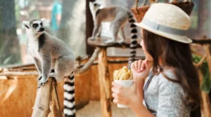 6 zoos que vous pouvez visiter dès maintenant sur YouTube