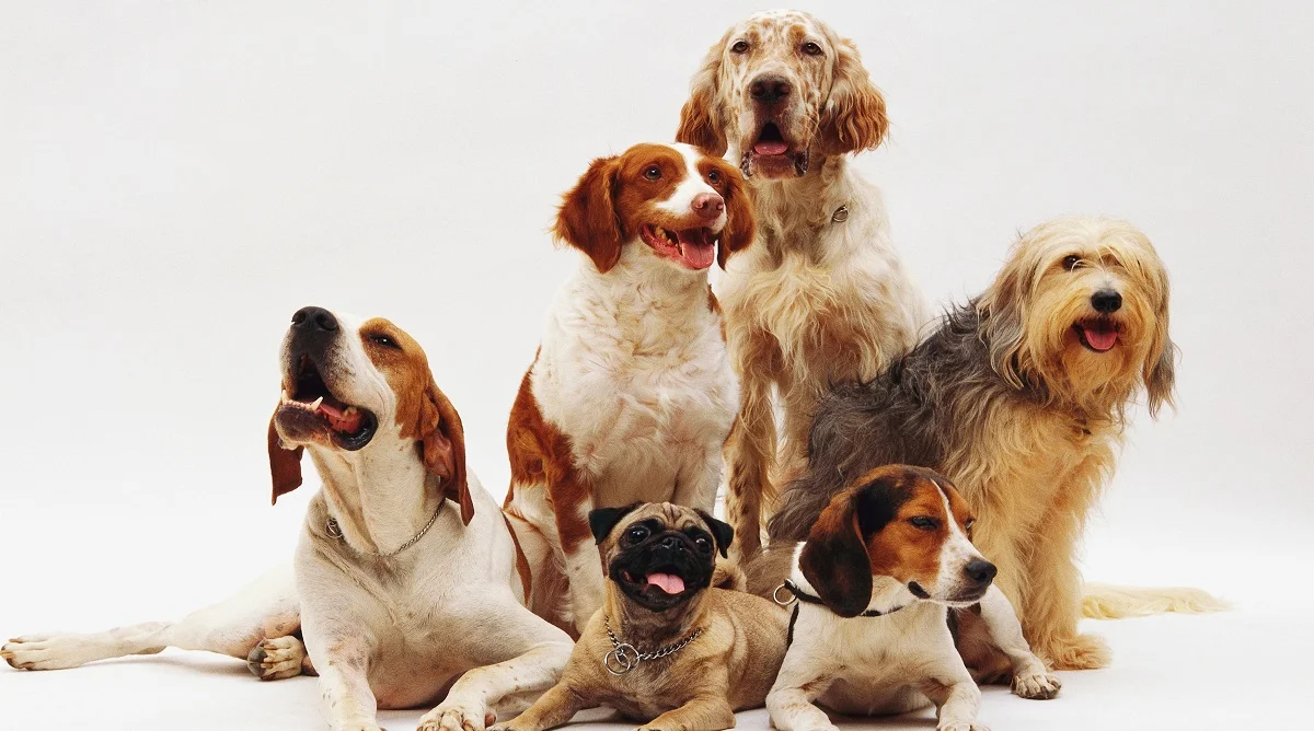 Meilleurs réseaux sociaux pour chiens