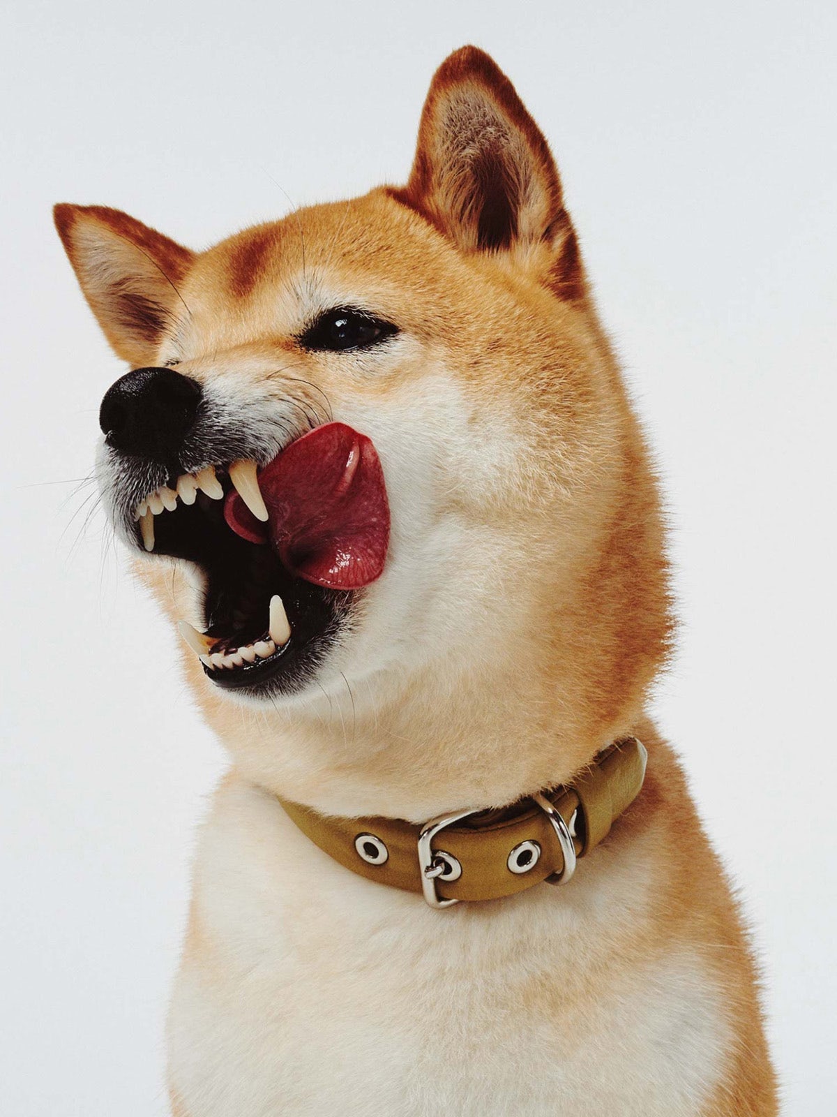 Image d'un chien montrant ses dents créée dans le cadre de l'identité de Lunge