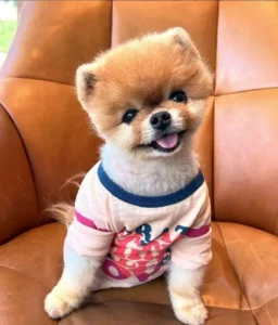 Ce sont les animaux qui ont le plus de followers sur Instagram