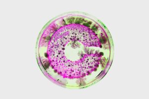 La croissance bactérienne crée un logo naturel pour le laboratoire de boissons Crucible