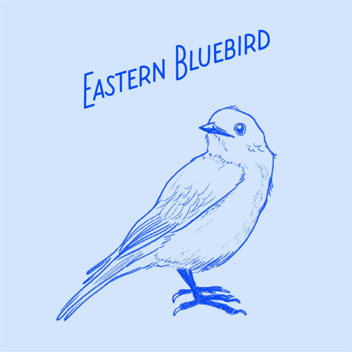 Illustration au trait d'un oiseau étiqueté « merlebleu de l'Est »