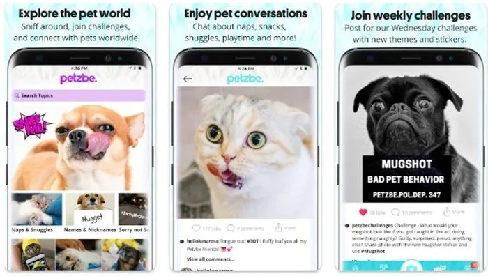 réseau d'animaux de compagnie